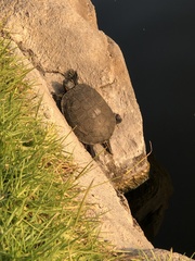 Trachemys scripta elegans