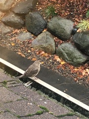 Haemorhous mexicanus