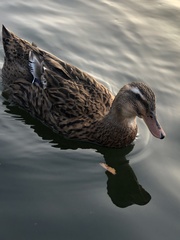 Anas platyrhynchos domesticus