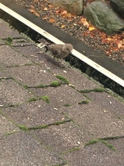 Haemorhous mexicanus