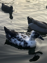 Anas platyrhynchos domesticus