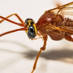 Enicospilus americanus-complex