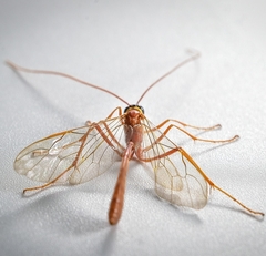 Enicospilus americanus-complex