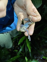 Osteocephalus verruciger