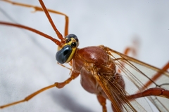 Enicospilus americanus-complex