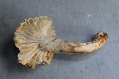 Russula batistae