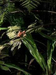 Osteocephalus verruciger