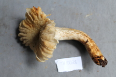Russula batistae