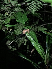 Osteocephalus verruciger