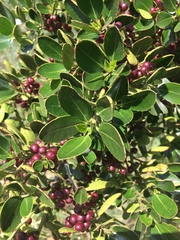 Rhamnus alaternus