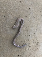 Gymnothorax equatorialis