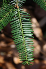 Taxus baccata