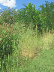 Thinopyrum elongatum