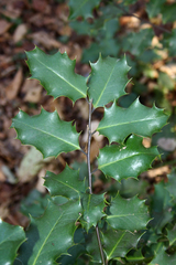 Ilex aquifolium