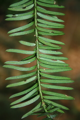 Taxus baccata
