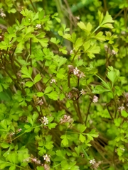 Chaerophyllum ramosum