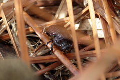 Eucanthus lazarus