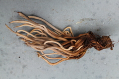 Clavulina caespitosa