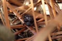 Eucanthus lazarus