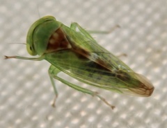 Viridicerus ustulatus