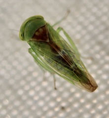 Viridicerus ustulatus