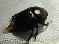 Geotrupes blackburnii