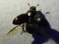 Geotrupes blackburnii