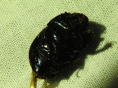 Geotrupes blackburnii