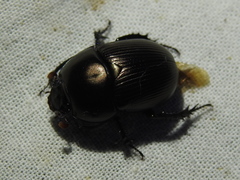 Geotrupes blackburnii