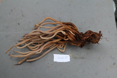 Clavulina caespitosa