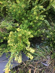 Leionema phylicifolium