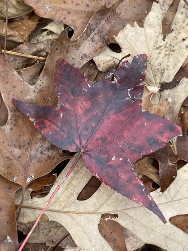 Ozark Highlands Trail