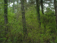 Pinus brutia pityusa