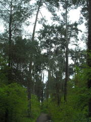 Pinus brutia pityusa