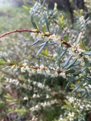 Pimelea axiflora