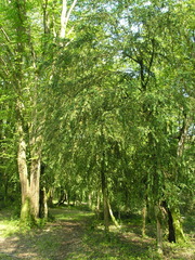 Buxus colchica