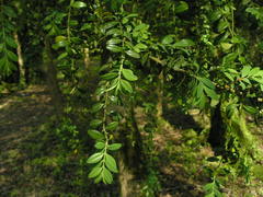 Buxus colchica