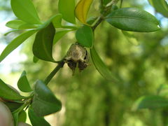 Buxus colchica