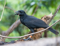 Corvus kubaryi