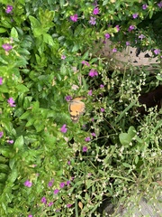 Colotis amata