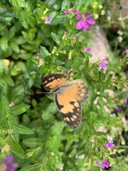 Colotis amata