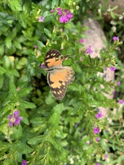Colotis amata