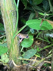 Osteocephalus verruciger