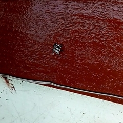 Salticinae