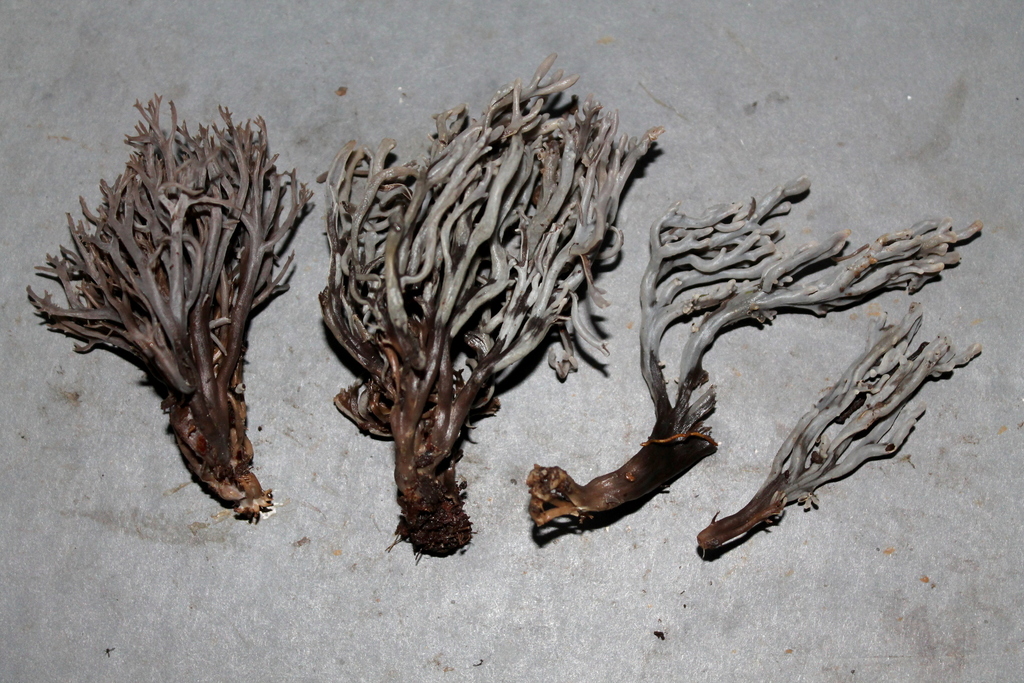 Clavulina tepurumenga
