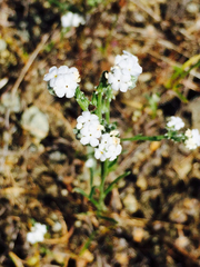Cryptantha flaccida