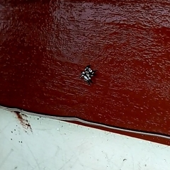 Salticinae
