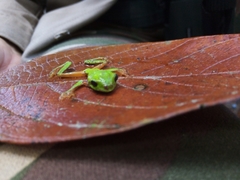 Agalychnis moreletii