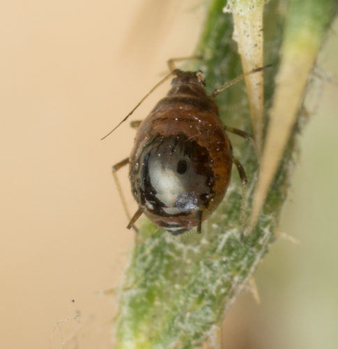 Plum-thistle Aphid photo 4
