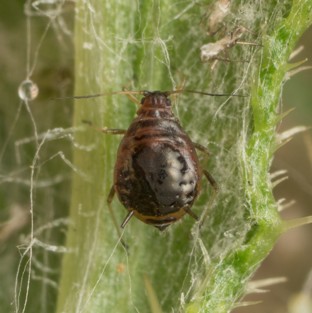 thistle aphid